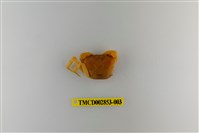 藏品(太魯閣澤蟹)的圖片